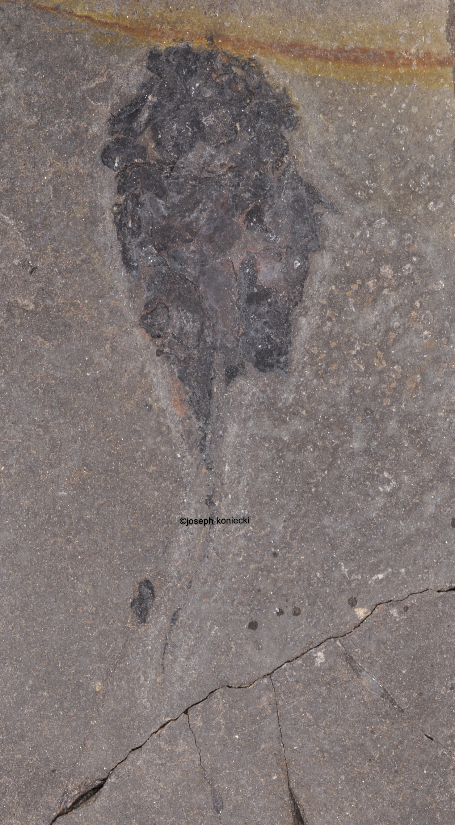 Millerosteus