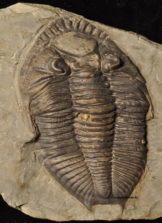 Odontocephalus