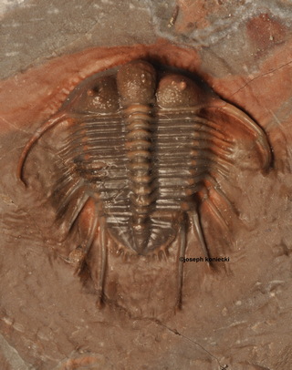 Cyphaspides