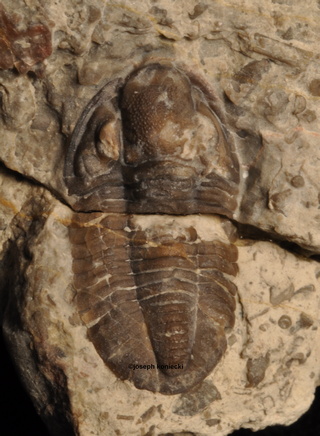 Piltonia