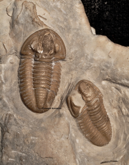 Ameropiltonia