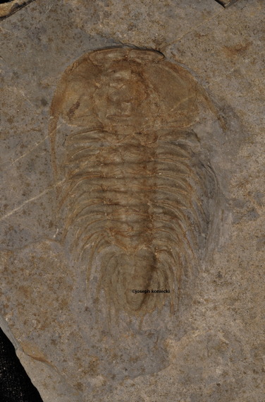 Zacanthoides