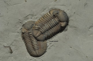 Phacops