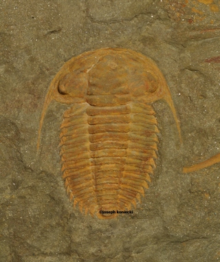 Protolenus