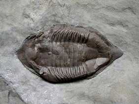 Ectenaspis