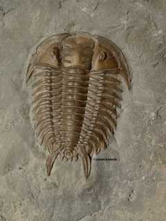 Ceraurinus